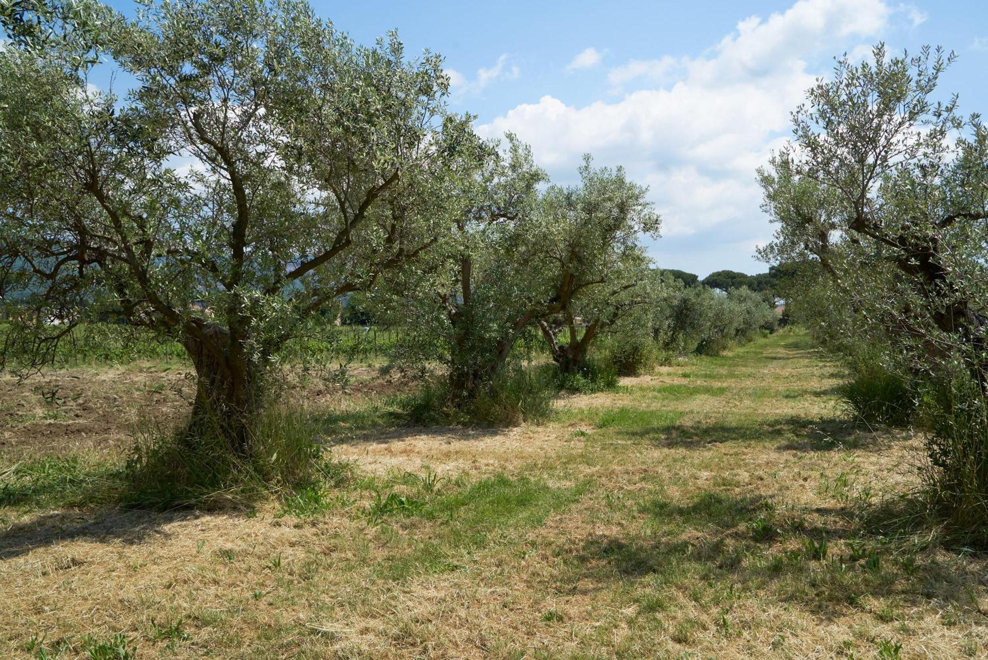 Villa Cavalletti Grottaferrata Buitenkant foto