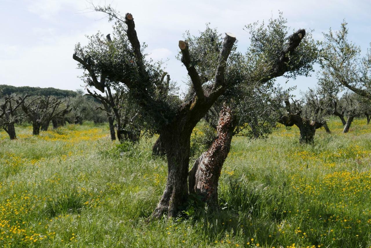Villa Cavalletti Grottaferrata Buitenkant foto